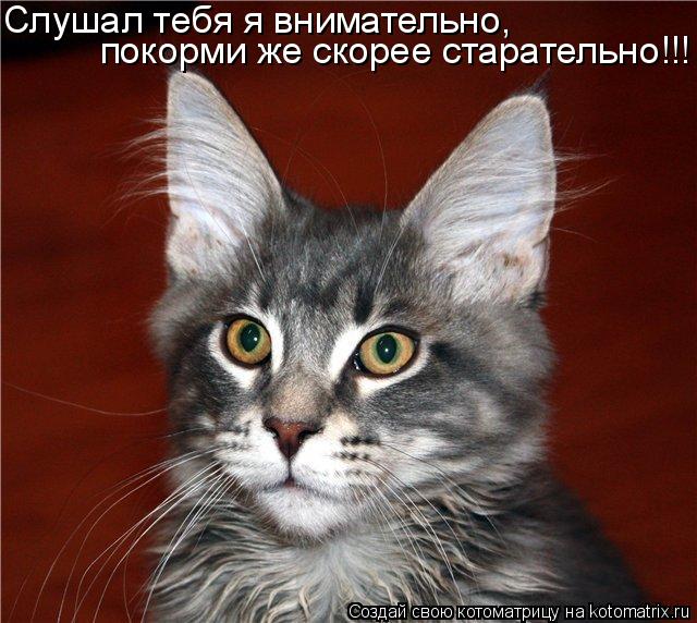 Котоматрица: Слушал тебя я внимательно, покорми же скорее старательно!!!