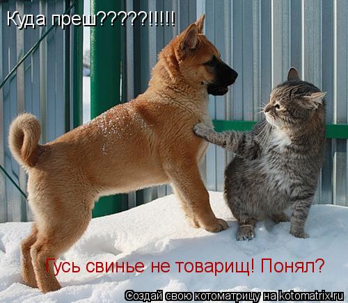 Котоматрица: Гусь свинье не товарищ! Понял? Куда преш?????!!!!!