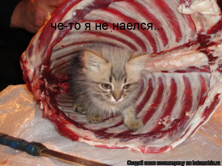 Котоматрица: че-то я не наелся...