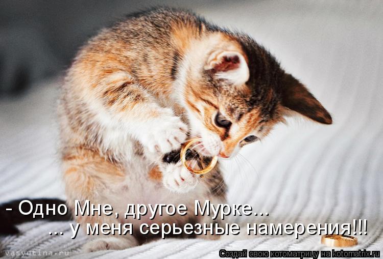 ... у меня серьезные намерения!!! - Одно Мне, другое Мурке...... Котоматрица: ... у меня серьезные намерения!!! - Одно Мне, другое Мурке...