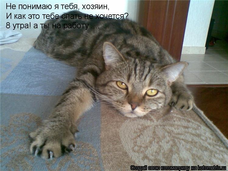 Котоматрица: Не понимаю я тебя, хозяин, И как это тебе спать не хочется? 8 утра! а ты на работу ....