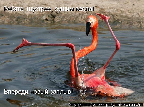 Котоматрица: Ребята, шустрее, сушим весла! Впереди новый заплыв!