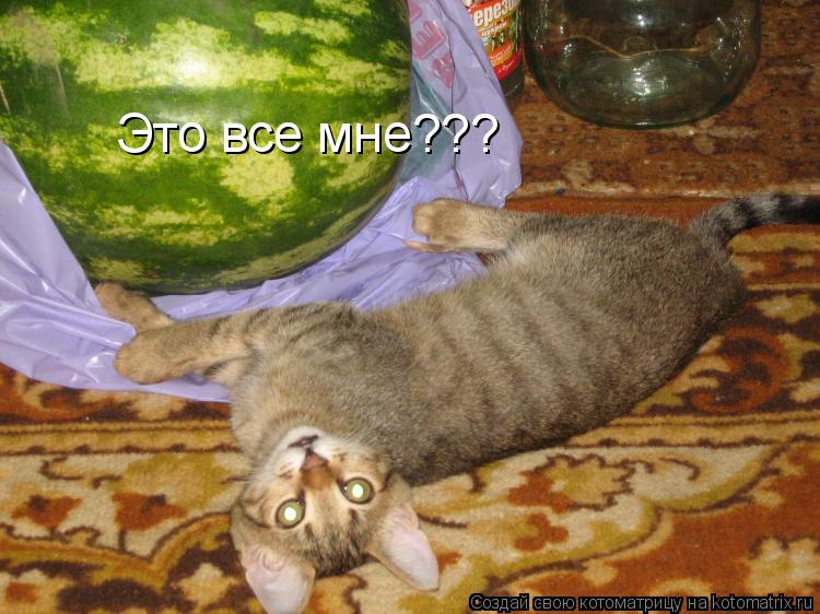 Это все мне???... Котоматрица: Это все мне???