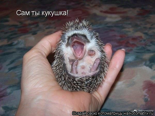 Сам ты кукушка!... Котоматрица: Сам ты кукушка!