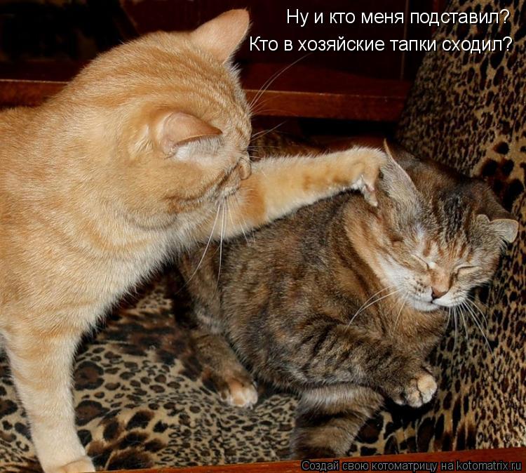 Котоматрица: Ну и кто меня подставил?  Кто в хозяйские тапки сходил?