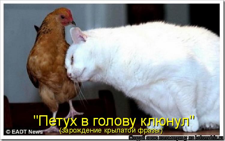 Котоматрица: "Петух в голову клюнул" (зарождение крылатой фразы)