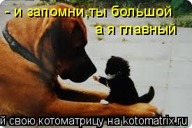 Котоматрица: - и запомни,ты большой а я главный