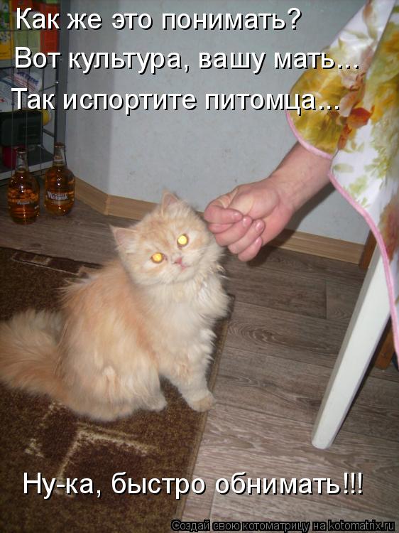 Как же это понимать? Вот культура, вашу мать... Так испортите питомца... Ну-ка, быстро обнимать!!!... Котоматрица: Как же это понимать? Вот культура, вашу мать... Так испортите питомца... Ну-ка, быстро обнимать!!!