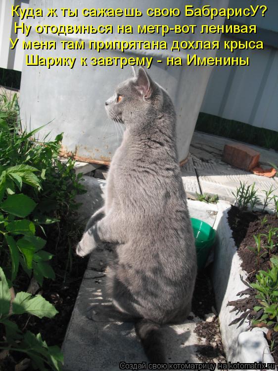 Куда ж ты сажаешь свою БабрарисУ? Ну отодвинься на метр-вот ленивая У меня там припрятана дохлая крыс... Котоматрица: Куда ж ты сажаешь свою БабрарисУ? Ну отодвинься на метр-вот ленивая У меня там припрятана дохлая крыса Шарику к завтрему - на Именины