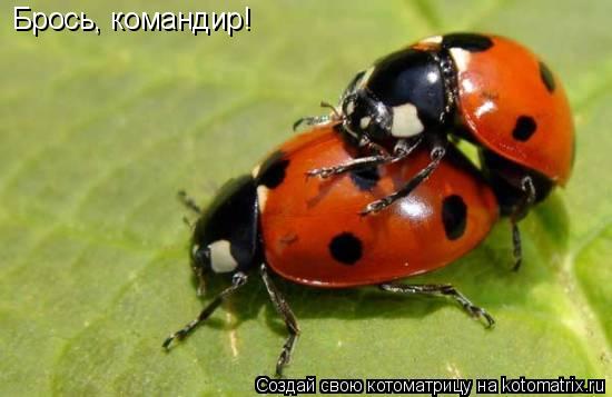 Брось, командир!... Котоматрица: Брось, командир!