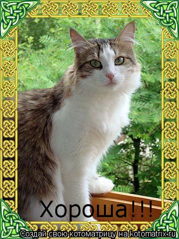 Хороша!!!... Котоматрица: Хороша!!!