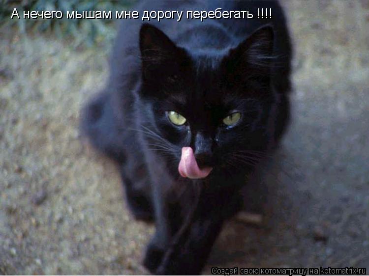 Котоматрица: А нечего мышам мне дорогу перебегать !!!!