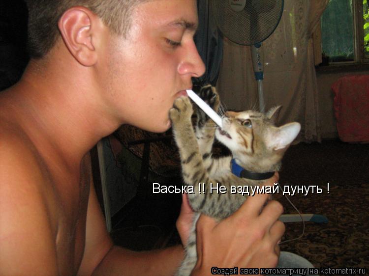 Васька !! Не вздумай дунуть !... Котоматрица: Васька !! Не вздумай дунуть !