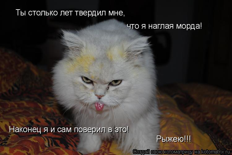 Котоматрица: Ты столько лет твердил мне,  что я наглая морда! Наконец я и сам поверил в это! Рыжею!!!
