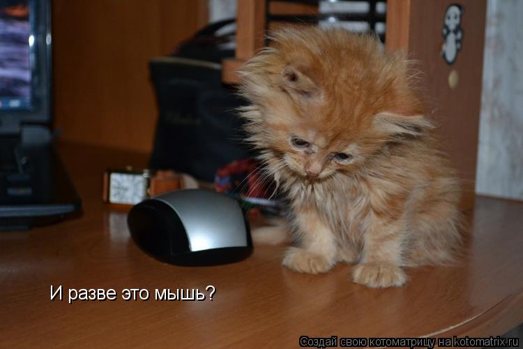 Котоматрица: И разве это мышь?