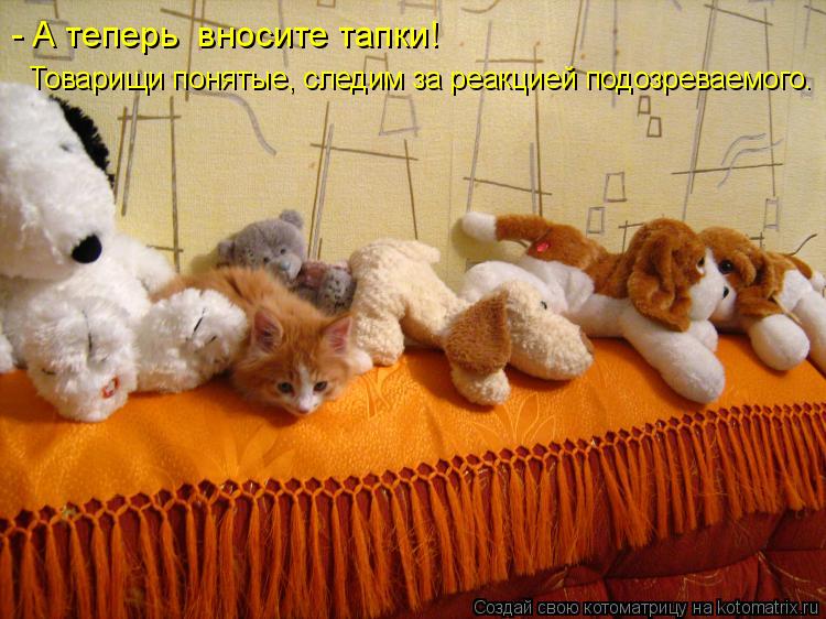 Товарищи понятые, следим за реакцией подозреваемого. - А теперь вносите тапки!... Котоматрица: Товарищи понятые, следим за реакцией подозреваемого. - А теперь вносите тапки!