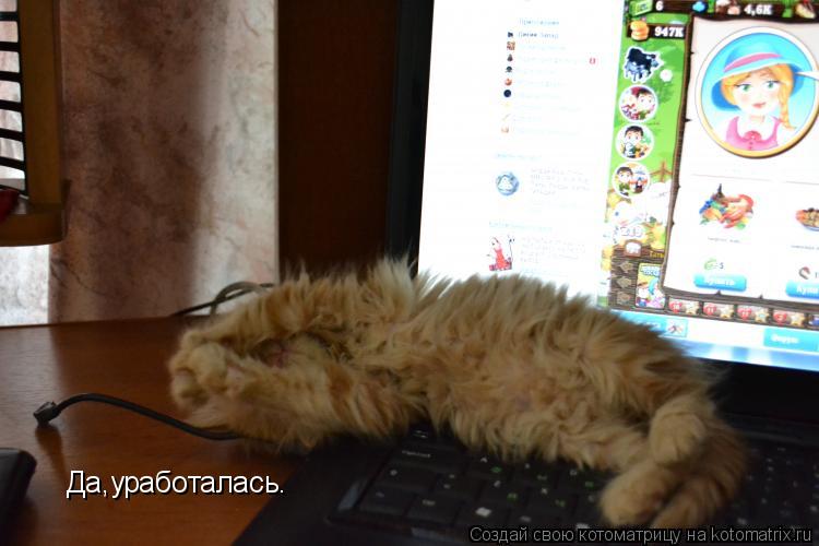 Котоматрица: Да,уработалась.