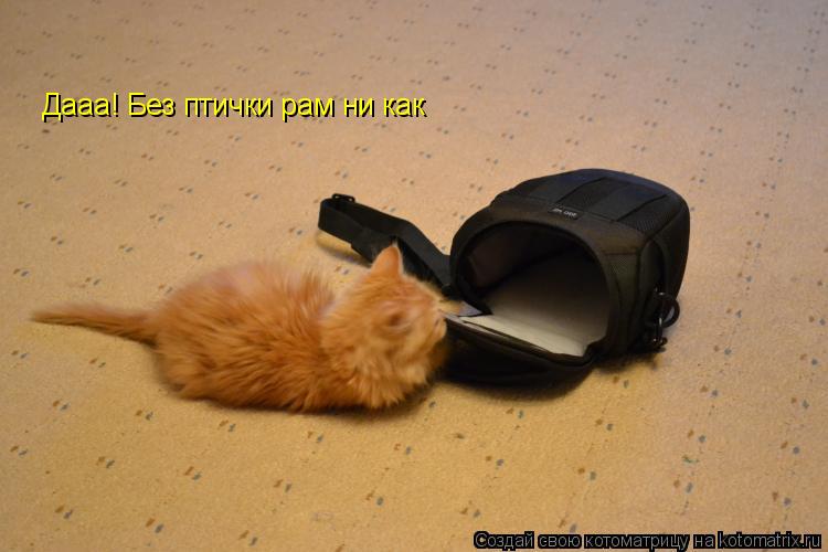 Котоматрица: Дааа! Без птички рам ни как