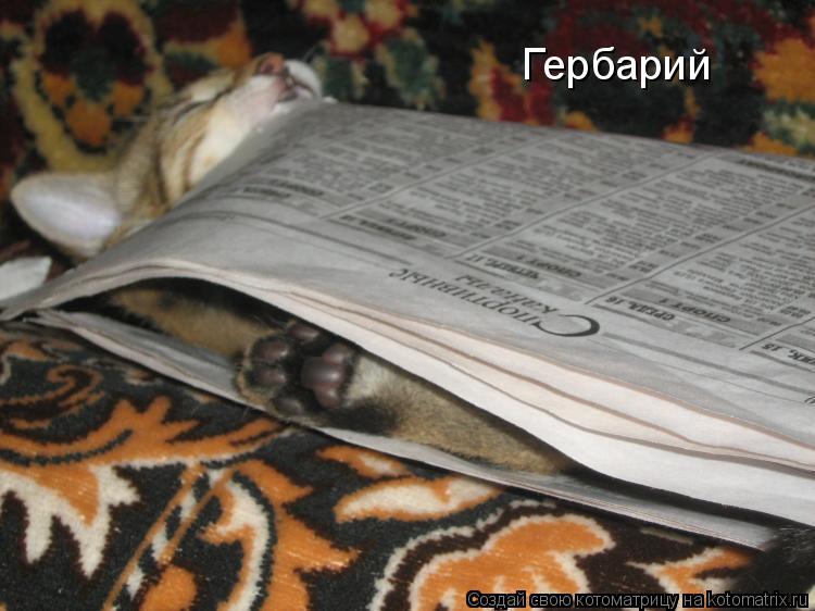 Гербарий... Котоматрица: Гербарий