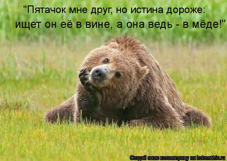 "Пятачок мне друг, но истина дороже: ищет он её в вине, а она ведь - в мёде!"... Котоматрица: "Пятачок мне друг, но истина дороже: ищет он её в вине, а она ведь - в мёде!"