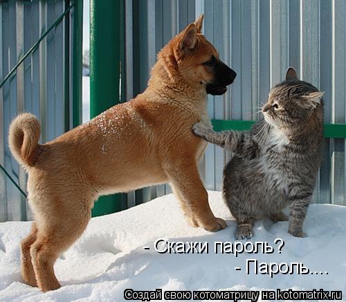 Котоматрица: - Скажи пароль? - Пароль....