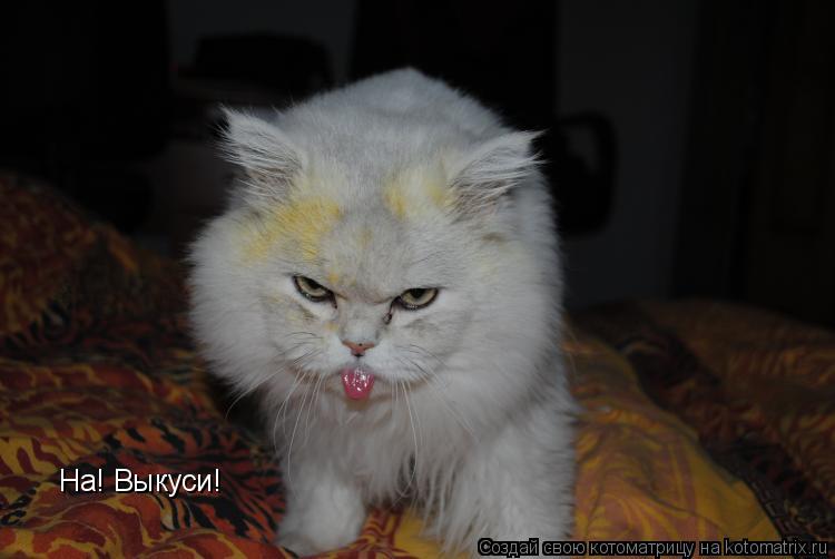Котоматрица: На! Выкуси!