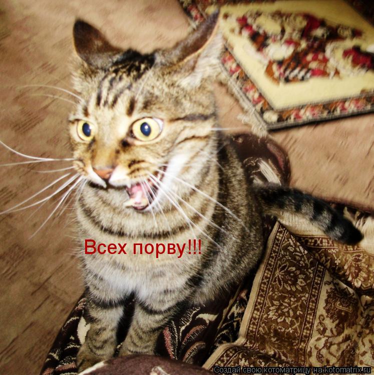 Котоматрица: Всех порву!!!