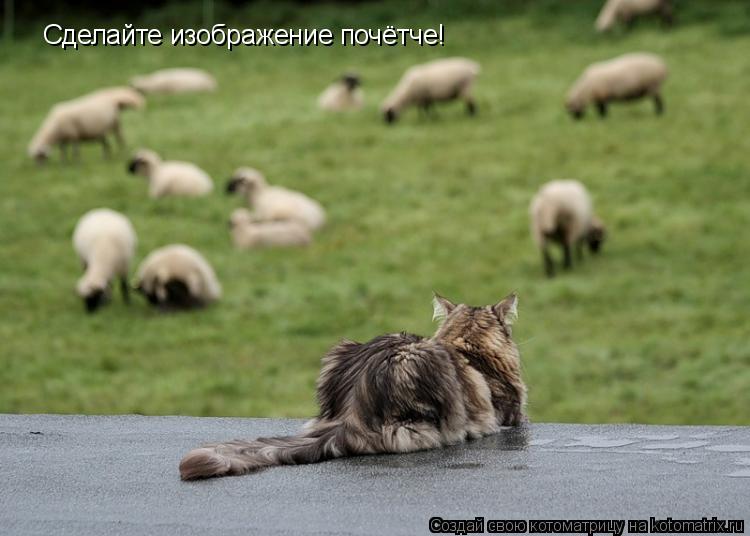 Котоматрица: Сделайте изображение почётче!