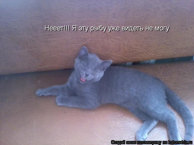 Котоматрица: Нееет!!! Я эту рыбу уже видеть не могу