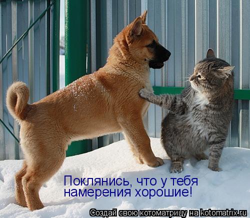 Котоматрица: Поклянись, что у тебя намерения хорошие!