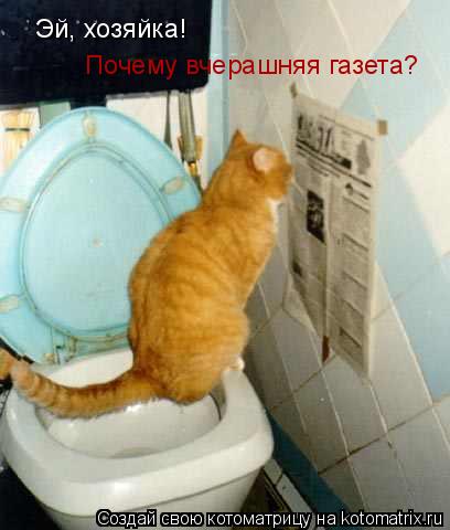 Котоматрица: Эй, хозяйка!  Почему вчерашняя газета?