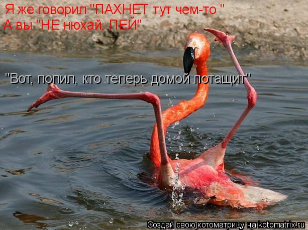 Котоматрица: Я же говорил "ПАХНЕТ тут чем-то "  А вы "НЕ нюхай, ПЕЙ" "Вот, попил, кто теперь домой потащит"