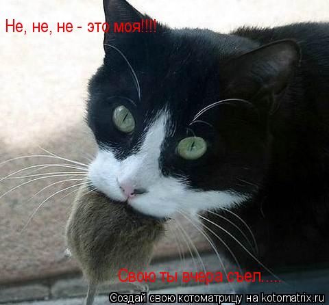 Котоматрица: Не, не, не - это моя!!!! Свою ты вчера съел.....
