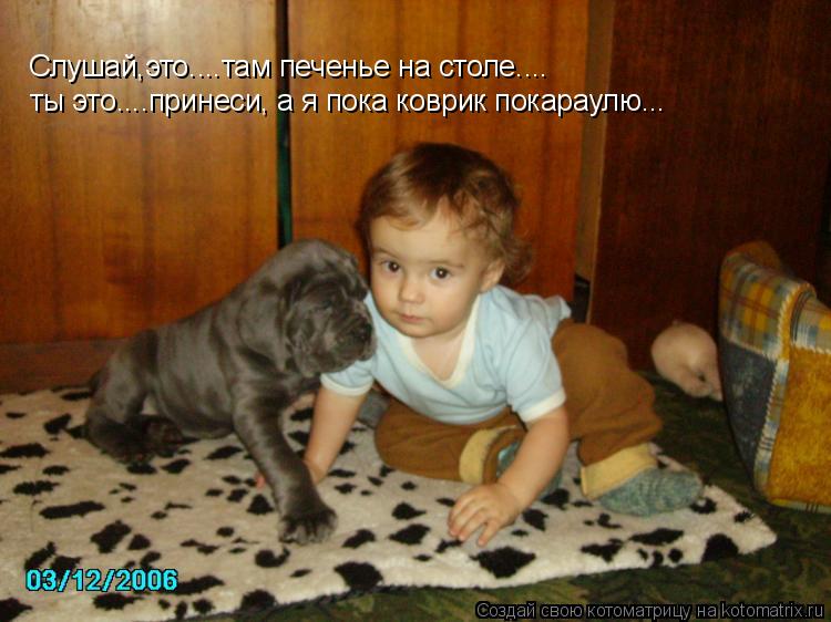 Котоматрица: Слушай,это....там печенье на столе.... Слушай,это....там печенье на столе.... ты это....принеси, а я пока коврик покараулю... ты это....принеси, а я п