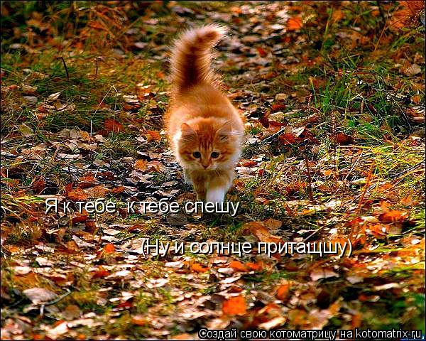 Котоматрица: Я к тебе, к тебе спешу (Ну и солнце притащшу)