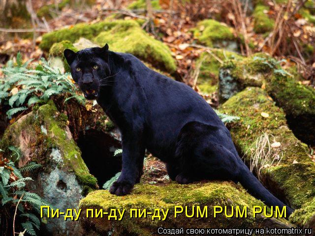 Котоматрица: Пи-ду пи-ду пи-ду PUM PUM PUM
