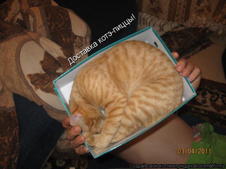 Котоматрица: Доставка котэ-пиццы!