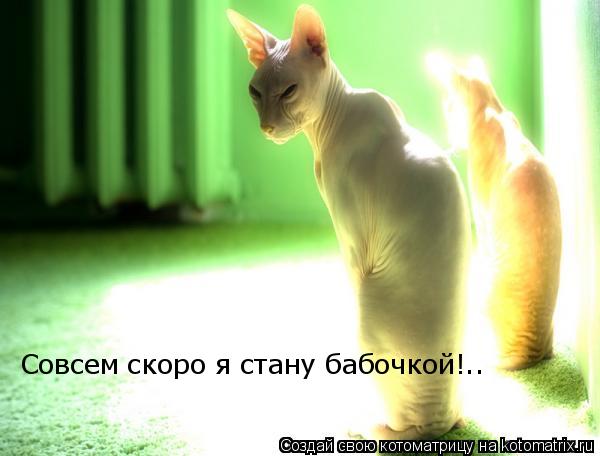 Совсем скоро я стану бабочкой!..... Котоматрица: Совсем скоро я стану бабочкой!..