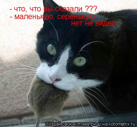 Котоматрица: - что, что вы сказали ??? - маленькую, серенькую  нет не видел