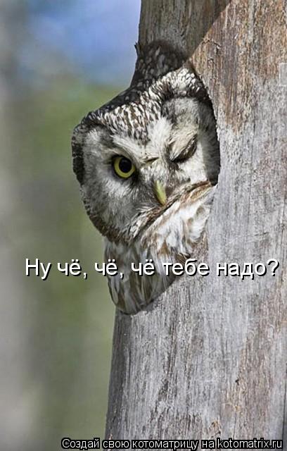 Ну чё, чё, чё тебе надо?... Котоматрица: Ну чё, чё, чё тебе надо?