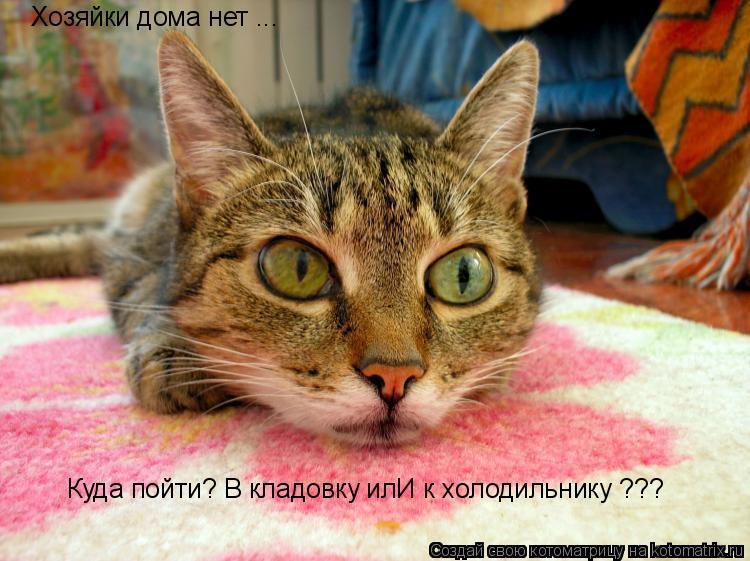 Хозяйки дома нет ... Куда пойти? В кладовку илИ к холодильнику ???... Котоматрица: Хозяйки дома нет ... Куда пойти? В кладовку илИ к холодильнику ???