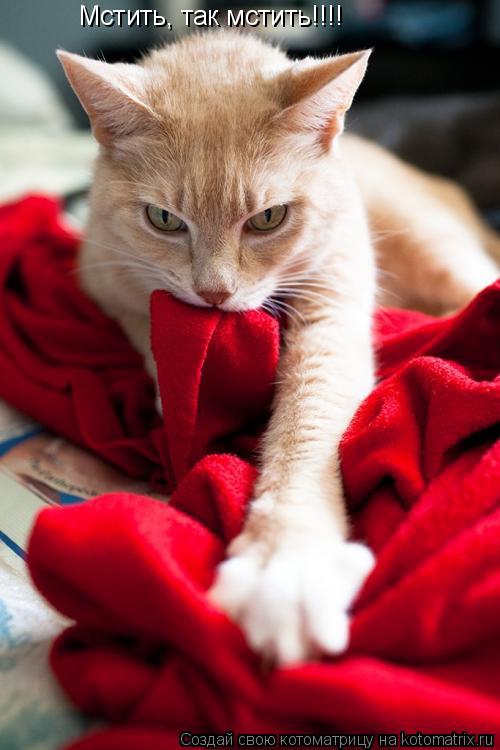 Мстить, так мстить!!!!... Котоматрица: Мстить, так мстить!!!!
