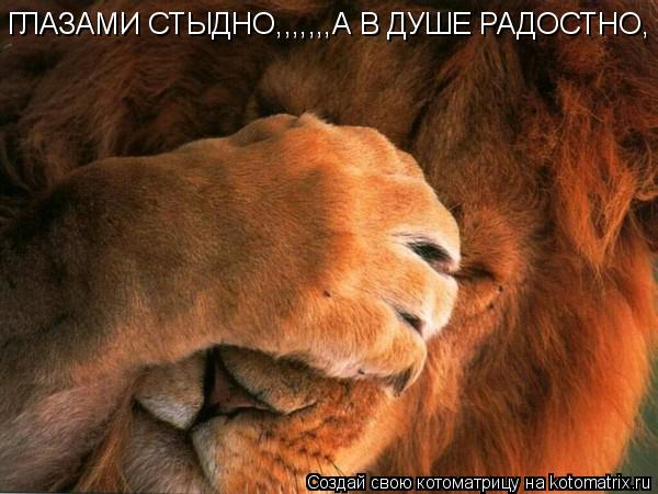 ГЛАЗАМИ СТЫДНО,,,,,,,А В ДУШЕ РАДОСТНО,... Котоматрица: ГЛАЗАМИ СТЫДНО,,,,,,,А В ДУШЕ РАДОСТНО,