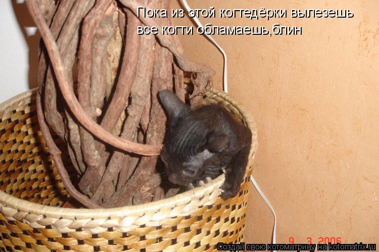 Пока из этой когтедёрки вылезешь все когти обламаешь,блин... Котоматрица: Пока из этой когтедёрки вылезешь все когти обламаешь,блин