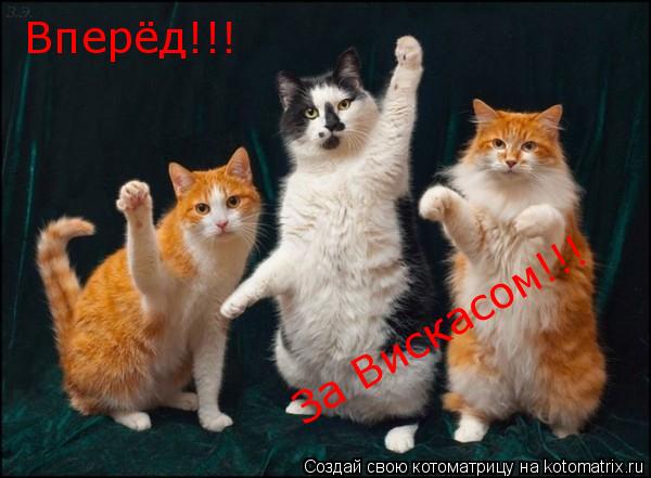 Вперёд!!! За Вискасом!!!... Котоматрица: Вперёд!!! За Вискасом!!!