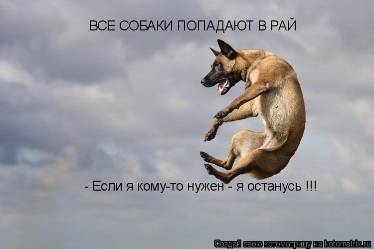 ВСЕ СОБАКИ ПОПАДАЮТ В РАЙ - Если я кому-то нужен - я останусь !!!... Котоматрица: ВСЕ СОБАКИ ПОПАДАЮТ В РАЙ - Если я кому-то нужен - я останусь !!!