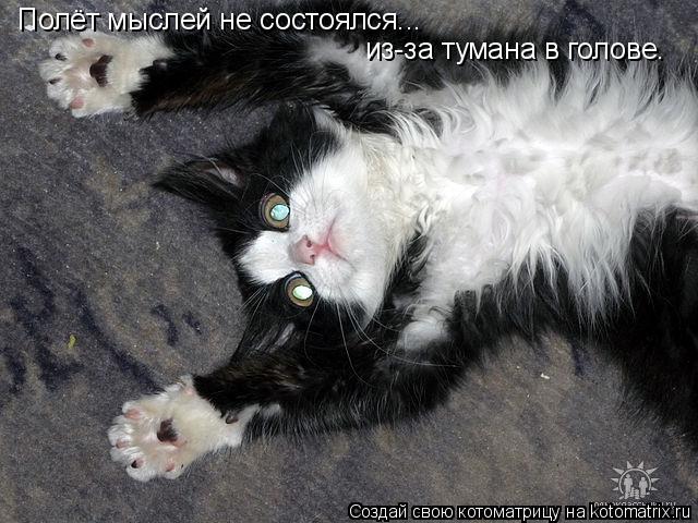 Полёт мыслей не состоялся... из-за тумана в голове.... Котоматрица: Полёт мыслей не состоялся... из-за тумана в голове.