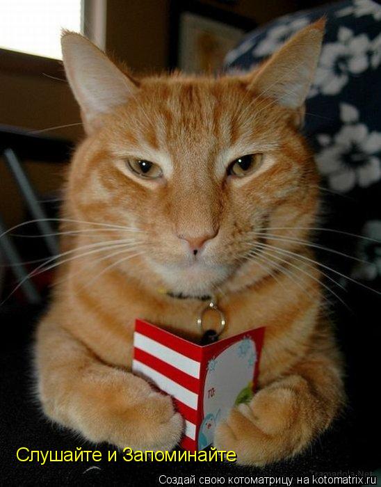 Котоматрица: Слушайте и Запоминайте