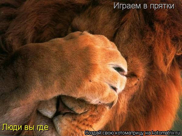 Котоматрица: Играем в прятки Люди вы где