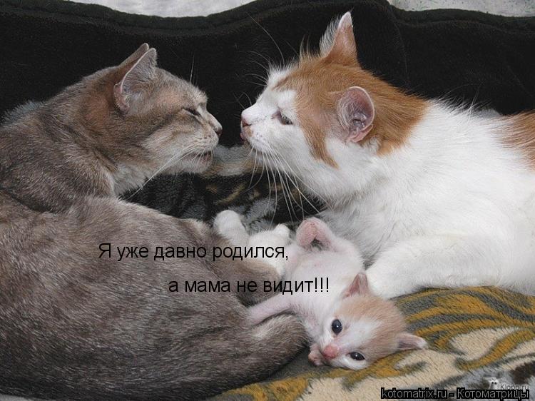 Котоматрица: Я уже давно родился, а мама не видит!!!